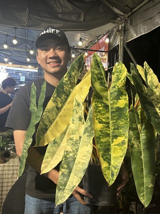 Loại cây nào từng có giá 1 tỉ đồng/lá, nay chỉ còn vài triệu đồng/cây?