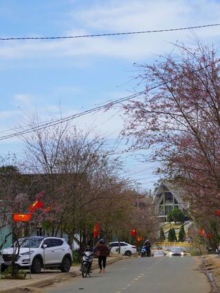 Nhiều người trẻ chọn 'tết tối giản', vì sao?