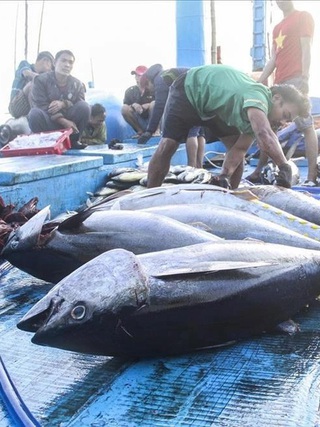 Thủy sản xuất khẩu lại vướng