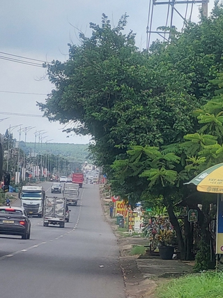 Cây xanh vươn ra đường