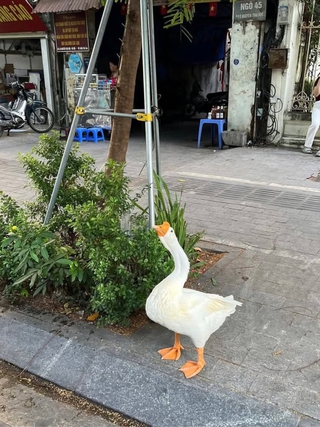 Con ngỗng được bà dắt đi dạo ở Hà Nội, dân mạng hỏi nhau ‘gặp ở đâu?’