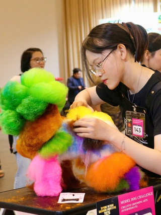 Ngỡ ngàng trước những tạo hình lông chó độc đáo