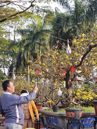 Chiêm ngưỡng dàn mai cổ thụ tiền tỉ tại chợ hoa Tết Bính Ngọ