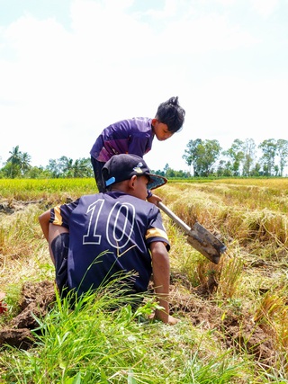 Mùa vàng ST25 và những buổi bắt chuột đồng rộn ràng của trẻ em miền Tây