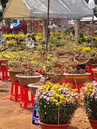 Giữ tết truyền thống qua chợ hoa xuân