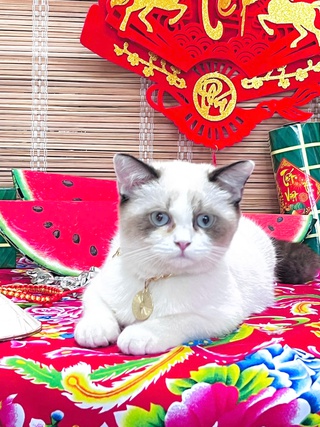 Dịch vụ chăm thú cưng 'từ A đến Z' thu hút khách dịp tết