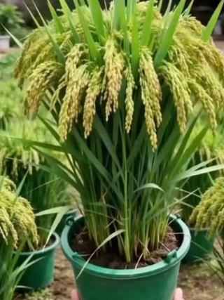 Vì sao nhiều người chưng chậu lúa dịp tết, có ý nghĩa gì?