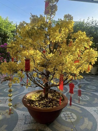 Mua cây mai sau tết, cẩn thận kẻo bị lừa