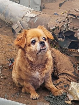 Rơi trực thăng 15 người chết, một chú chó sống sót kỳ diệu