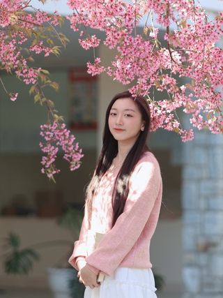 Trường ĐH Đà Lạt rực sắc mai anh đào, sinh viên, du khách thích thú chụp ảnh