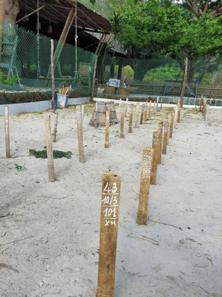 Rùa mẹ quay về Côn Đảo đẻ trứng, dù chưa vào mùa cao điểm