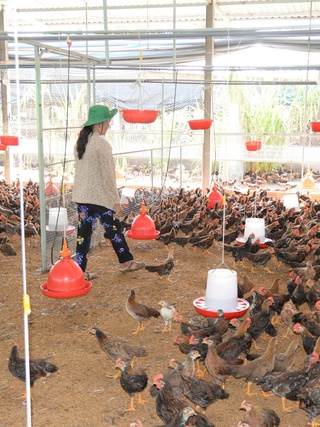 Giá gà thịt lao dốc, người chăn nuôi tại Đồng Tháp 'gồng lỗ'