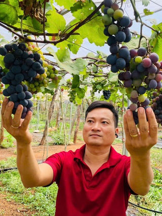 Thạc sĩ bỏ việc ổn định, trồng nho trên đất bazan: Thu hơn 1 tỉ/năm