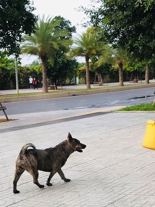 Theo dõi sức khỏe các trường hợp bị chó dại, nghi dại cắn