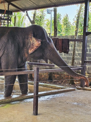 Chuyện về 'tiểu thư' voi Booc Khăm kén ăn, đỏng đảnh ở Buôn Ma Thuột