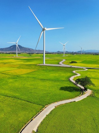 Vẻ đẹp của 'cây cô đơn' giữa cánh đồng điện gió Đầm Nại