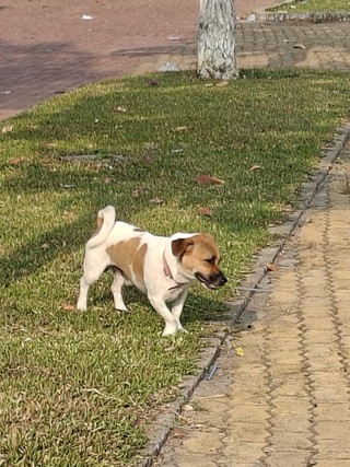 Rùng mình cảnh chó không rọ mõm giữa mùa nắng nóng, nguy cơ dại bủa vây