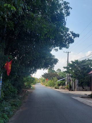 Cây xanh xòe tán ra đường