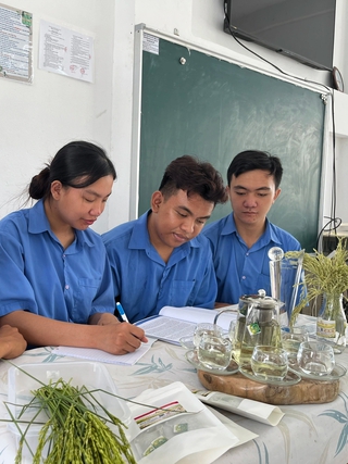 Sinh viên làm sản phẩm độc lạ: Trà từ lúa chét ST25