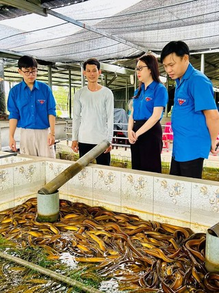 Chàng trai miền Tây nuôi lươn thu lãi cao nhờ 'bí quyết' này