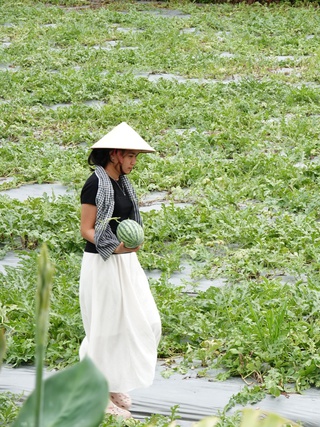 Đi cà phê được hái dưa hấu tại ruộng, trải nghiệm khiến ai cũng thích thú