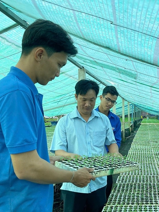 Thu nhập 300 triệu đồng/năm từ vườn ươm ớt chỉ thiên và ớt sừng vàng châu Phi
