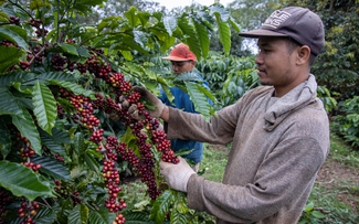 Giá cà phê giảm 623 USD/tấn
