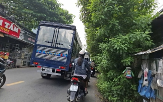 Hàng cây kiểng sà ngọn ra đường