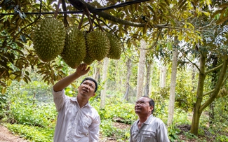 Xuất khẩu rau quả đạt kỷ lục 8,6 tỉ USD, Mỹ và EU tăng vọt