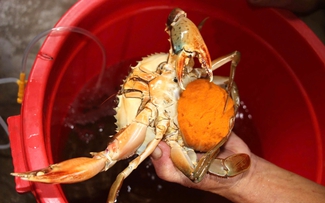 Mưa một đêm, trắng cả ao cua: Nghề ương cua giống Cà Mau đánh cược với thiên nhiên