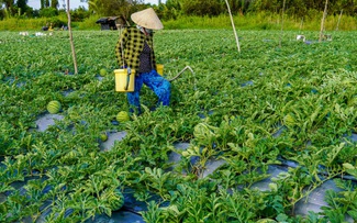 Trồng dưa hấu trên đất giồng cát ven biển, nông dân cực mà vui