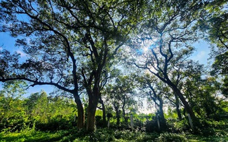'Báu vật' của làng