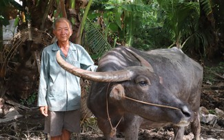 Lão nông miền Tây 'kỳ lạ', dành tiền giải cứu trâu bò khỏi lò mổ suốt 9 năm