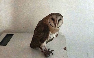 Chim cú lợn mắc lưới được giải cứu: 'Chúc bé sớm lành vết thương'