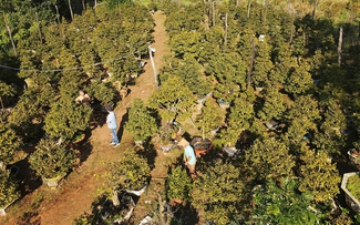 Làng mai tết: Kẻ khóc người cười