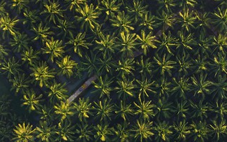 15.000 ha dừa hữu cơ: Betrimex và cách giải bài toán khó của ngành dừa toàn cầu