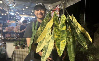 Loại cây nào từng có giá 1 tỉ đồng/lá, nay chỉ còn vài triệu đồng/cây?