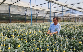 Lâm Đồng tăng tốc sản xuất rau, hoa phục vụ Tết Bính Ngọ 2026