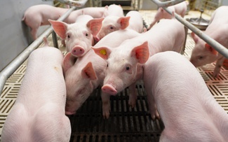 BAF Việt Nam: Cơ hội 'lội ngược dòng' sau chu kỳ biến động  của ngành chăn nuôi