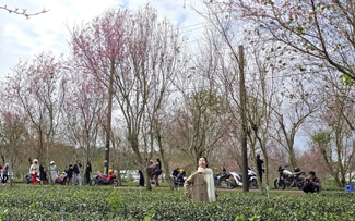 Diva Hồng Nhung, Quang Dũng biểu diễn tại Lễ hội mai anh đào - Đà Lạt