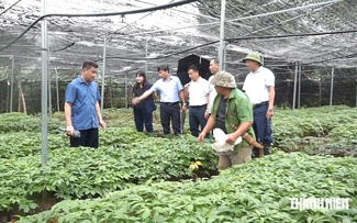 Định danh giá trị sâm Việt: Sâm 'dỏm' hay cái tên bị đánh tráo?