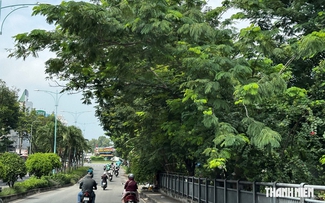 Tán cây che khuất tầm nhìn