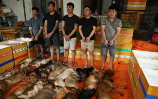 Công an TP.HCM triệt phá các đường dây trộm chó liên tỉnh