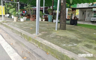 Nhiều gốc cây bị trám kín xi măng