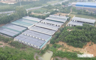 Quảng Trị: Khổ vì ruồi