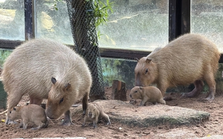 Thảo Cầm Viên đón 3 capybara con, mới sinh đã có răng, vài giờ sau biết đi