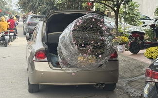 Buộc, chở mai, đào trên ô tô: Mức phạt lên tới 26 triệu đồng