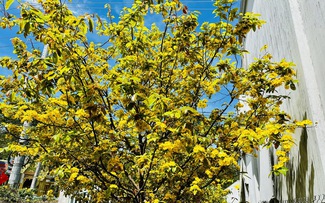 Từ mùng 4 tết, Nam bộ nắng nóng đến 36 độ C