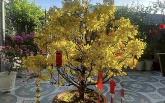 Mua cây mai sau tết, cẩn thận kẻo bị lừa