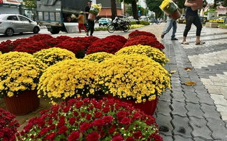 Hoa tết mọi miền khoe sắc giữa lòng TP.HCM